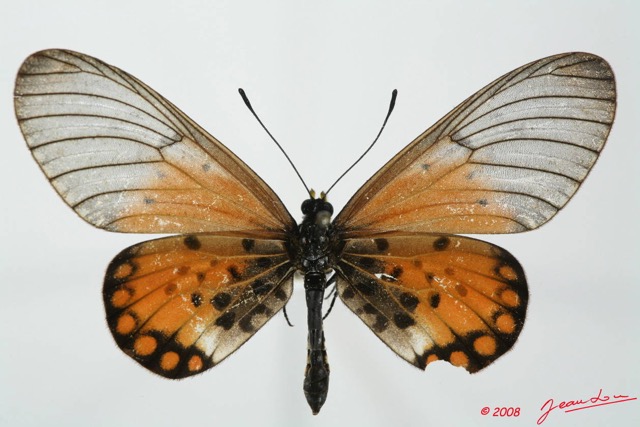 0005 Lepidoptera (FD) Nymphalidae Heliconiinae Acraea endoscota f 8EIMG_20817WTMK.JPG
