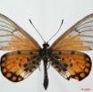 0005 Lepidoptera (FD) Nymphalidae Heliconiinae Acraea endoscota f 8EIMG_20817WTMK.JPG