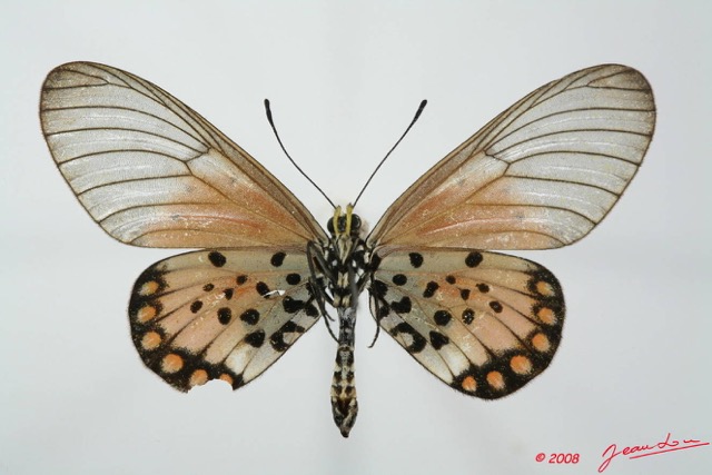 0006 Lepidoptera (FV) Nymphalidae Heliconiinae Acraea endoscota f 8EIMG_20819WTMK.JPG