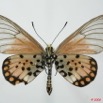 0006 Lepidoptera (FV) Nymphalidae Heliconiinae Acraea endoscota f 8EIMG_20819WTMK.JPG