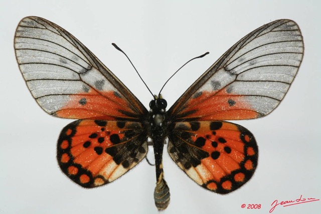 0007 Lepidoptera (FD) Nymphalidae Heliconiinae Acraea admatha m 8EIMG_20824WTMK.JPG
