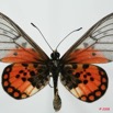 0007 Lepidoptera (FD) Nymphalidae Heliconiinae Acraea admatha m 8EIMG_20824WTMK.JPG