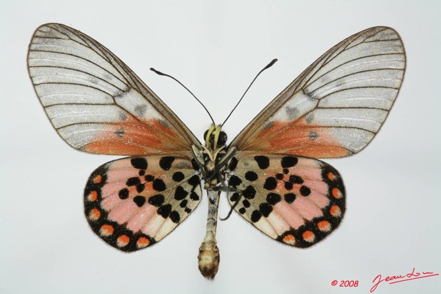 0008 Lepidoptera (FV) Nymphalidae Heliconiinae Acraea admatha m 8EIMG_20831WTMK.JPG