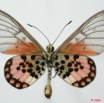 0008 Lepidoptera (FV) Nymphalidae Heliconiinae Acraea admatha m 8EIMG_20831WTMK.JPG