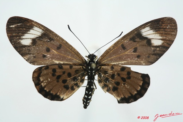 0013 Lepidoptera (FD) Nymphalidae Heliconiinae Acraea cepheus f 8EIMG_26182WTMK.jpg