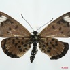 0013 Lepidoptera (FD) Nymphalidae Heliconiinae Acraea cepheus f 8EIMG_26182WTMK.jpg