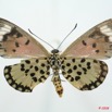 0014 Lepidoptera (FV) Nymphalidae Heliconiinae Acraea cepheus f 8EIMG_26185WTMK.jpg