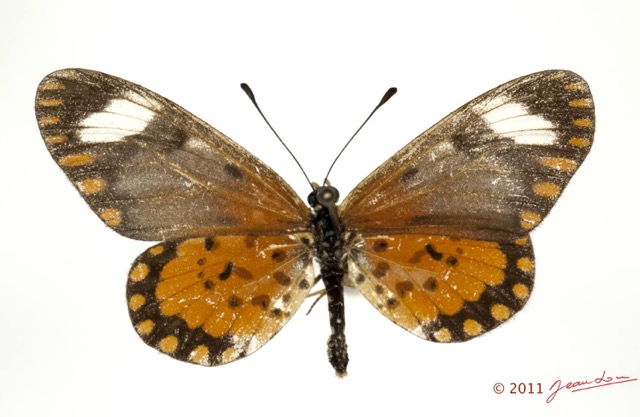 0015 Lepidoptera 115b (FD) Nymphalidae Heliconiinae Acraea serena f 11E5K2IMG_72820wtmk.jpg