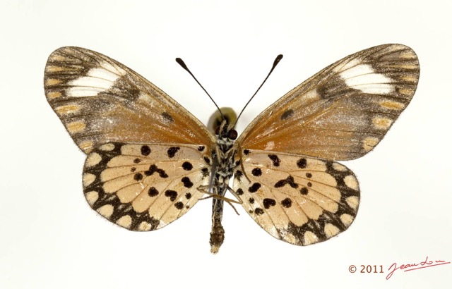 0016 Lepidoptera 115b (FV) Nymphalidae Heliconiinae Acraea serena f 11E5K2IMG_72821wtmk.jpg