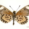 0016 Lepidoptera 115b (FV) Nymphalidae Heliconiinae Acraea serena f 11E5K2IMG_72821wtmk.jpg