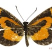 0017 Lepidoptera 123b (FD) Nymphalidae Heliconiinae Acraea bonasia 13E5K3IMG_93184wtmk.jpg