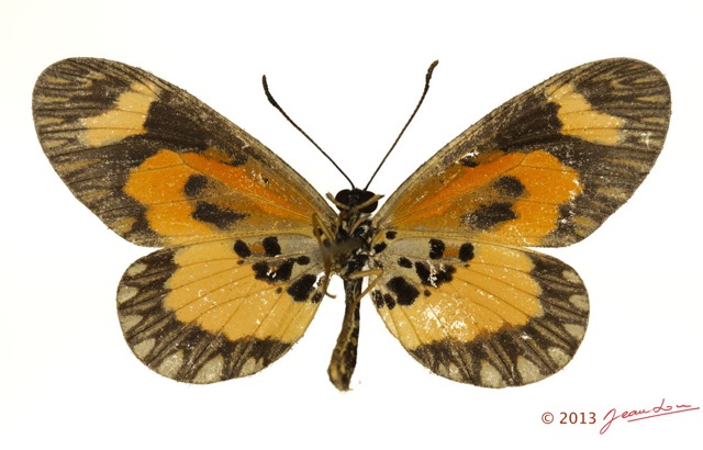 0018 Lepidoptera 123b (FV) Nymphalidae Heliconiinae Acraea bonasia 13E5K3IMG_93185wtmk.jpg