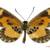 0018 Lepidoptera 123b (FV) Nymphalidae Heliconiinae Acraea bonasia 13E5K3IMG_93185wtmk.jpg