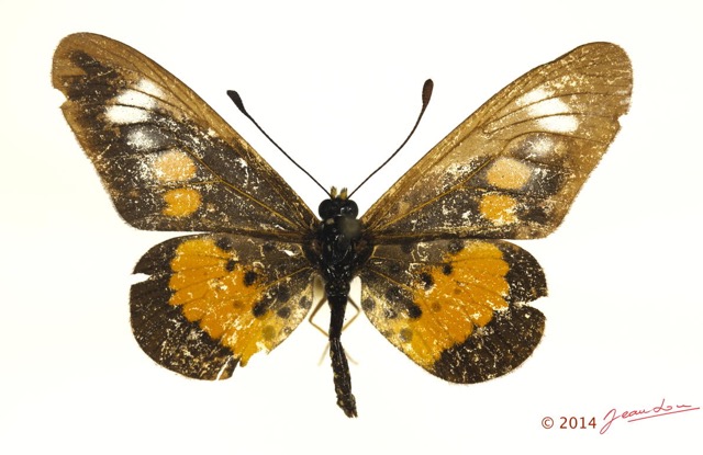 0019 Lepidoptera 124b (FD) Nymphalidae Heliconiinae Acraea penelope f 13E5K3IMG_95418wtmk.jpg