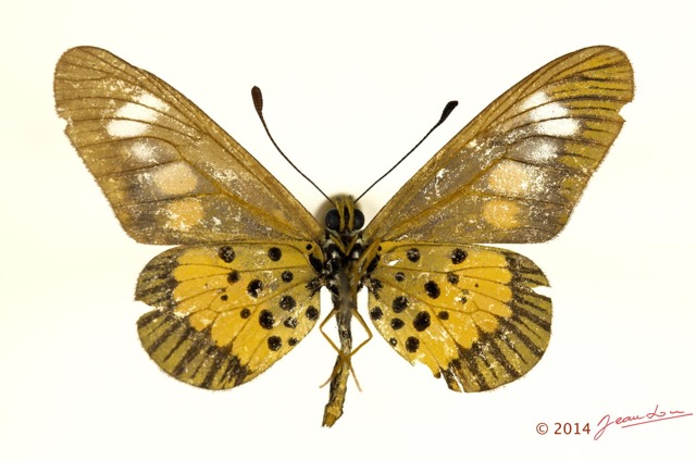 0020 Lepidoptera 124b (FV) Nymphalidae Heliconiinae Acraea penelope f 13E5K3IMG_95419wtmk.jpg