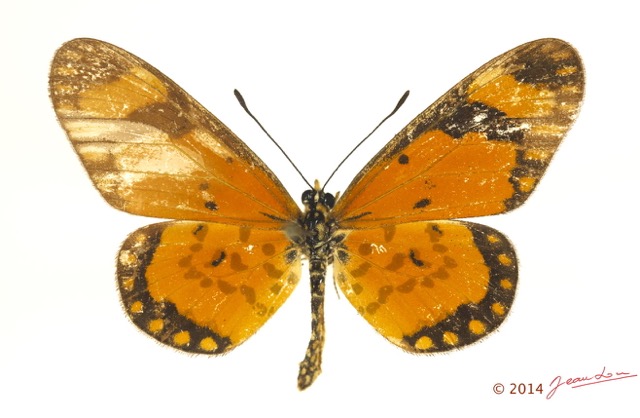 0021 Lepidoptera 124c (FD) Nymphalidae Heliconiinae Acraea serena m 13E5K3IMG_95420wtmk.jpg