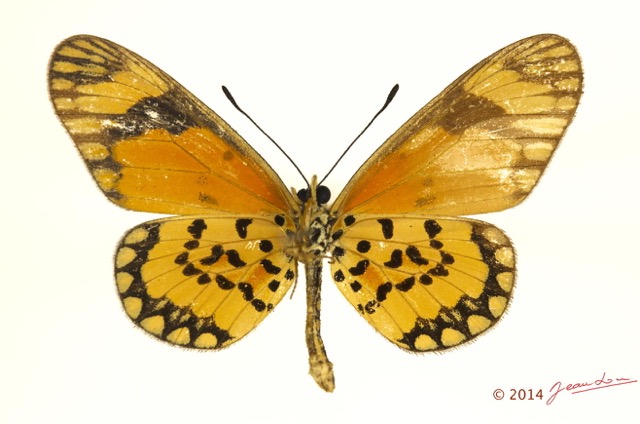0022 Lepidoptera 124c (FV) Nymphalidae Heliconiinae Acraea serena m 13E5K3IMG_95421wtmk.jpg