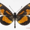 0023 Lepidoptera 129c (FD) Nymphalidae Heliconiinae Acraea bonasia m 16E5K3IMG_119189wtmk.jpg