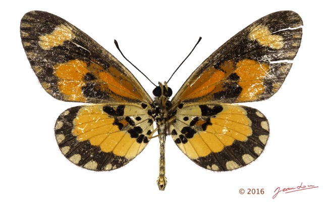 0024 Lepidoptera 129c (FV) Nymphalidae Heliconiinae Acraea bonasia m 16E5K3IMG_119190wtmk.jpg