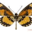 0024 Lepidoptera 129c (FV) Nymphalidae Heliconiinae Acraea bonasia m 16E5K3IMG_119190wtmk.jpg