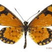 0025 Lepidoptera 129d (FD) Nymphalidae Heliconiinae Acraea serena f 16E5K3IMG_119191wtmk.jpg