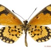0026 Lepidoptera 129d (FV) Nymphalidae Heliconiinae Acraea serena f 16E5K3IMG_119193wtmk.jpg