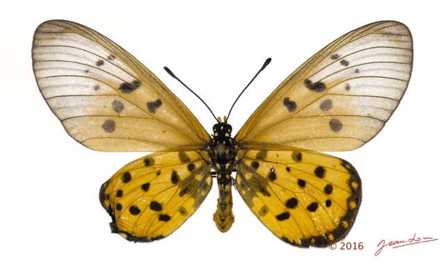 0027 Lepidoptera 130a (FD) Nymphalidae Heliconiinae Acraea neobule f Malformation 16E5K3IMG_119196wtmk.jpg