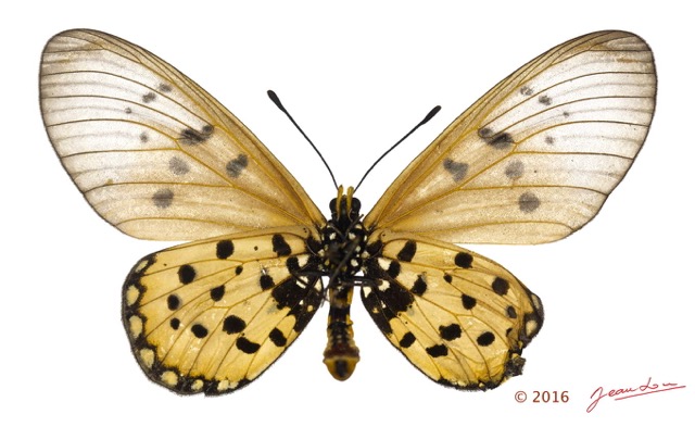 0028 Lepidoptera 130a (FV) Nymphalidae Heliconiinae Acraea neobule f Malformation 16E5K3IMG_119197wtmk.jpg