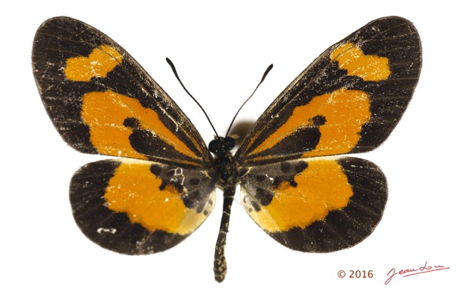 0029 Lepidoptera 132c (FD) Nymphalidae Heliconiinae Acraea bonasia m 16E5K3IMG_119759wtmk.jpg