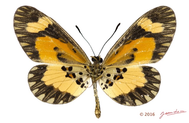 0030 Lepidoptera 132c (FV) Nymphalidae Heliconiinae Acraea bonasia m 16E5K3IMG_119760wtmk.jpg