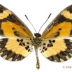 0030 Lepidoptera 132c (FV) Nymphalidae Heliconiinae Acraea bonasia m 16E5K3IMG_119760wtmk.jpg