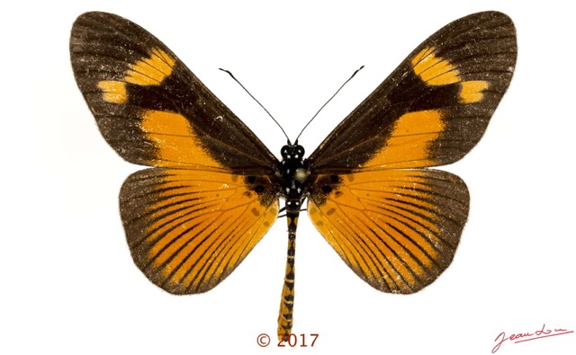 0031 Lepidoptera 135c (FD) Nymphalidae Heliconiinae Acraea epaea M 17E5K3IMG_124785wtmk.jpg