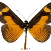 0031 Lepidoptera 135c (FD) Nymphalidae Heliconiinae Acraea epaea M 17E5K3IMG_124785wtmk.jpg