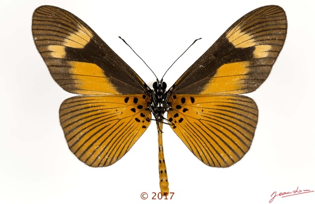0032 Lepidoptera 135c (FV) Nymphalidae Heliconiinae Acraea epaea M 17E5K3IMG_124786wtmk.jpg