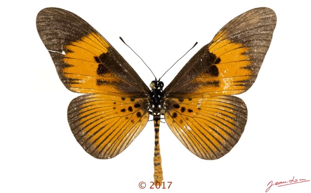 0033 Lepidoptera 135d (FD) Nymphalidae Heliconiinae Acraea excisa M 17E5K3IMG_124787wtmk.jpg
