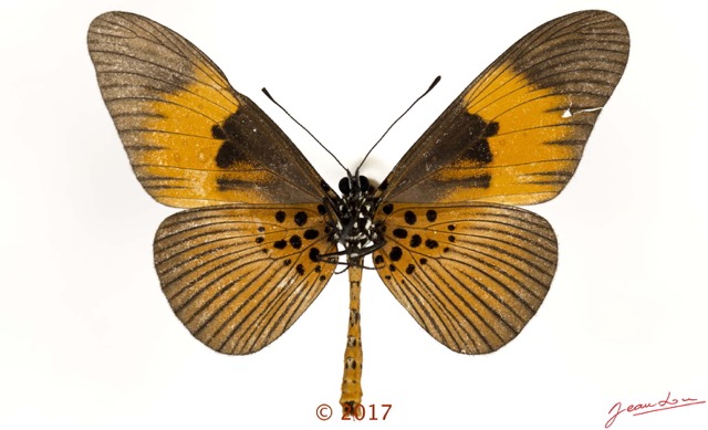 0034 Lepidoptera 135d (FV) Nymphalidae Heliconiinae Acraea excisa M 17E5K3IMG_124788wtmk.jpg