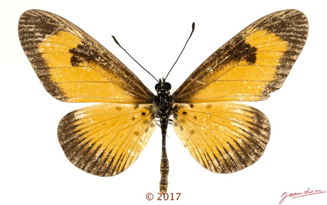0035 Lepidoptera 138a (FD) Nymphalidae Heliconiinae Acraea alciope F 17E5K3IMG_124924wtmk.jpg