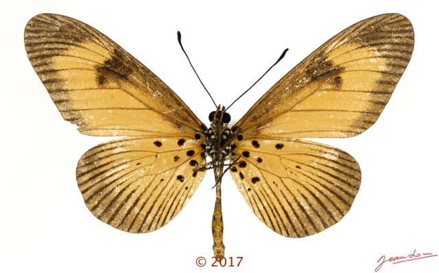 0036 Lepidoptera 138a (FV) Nymphalidae Heliconiinae Acraea alciope F 17E5K3IMG_124925wtmk.jpg