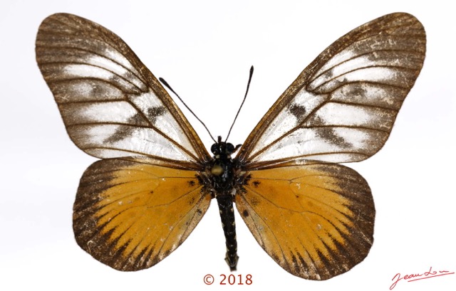 0037 Lepidoptera 140b (FD) Nymphalidae Heliconiinae Acraea vesperalis M 18E5K3IMG_180211126265_DxOawtmk.jpg