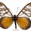 0037 Lepidoptera 140b (FD) Nymphalidae Heliconiinae Acraea vesperalis M 18E5K3IMG_180211126265_DxOawtmk.jpg