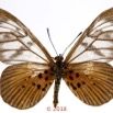 0038 Lepidoptera 140b (FV) Nymphalidae Heliconiinae Acraea vesperalis M 18E5K3IMG_180211126266_DxOawtmk.jpg