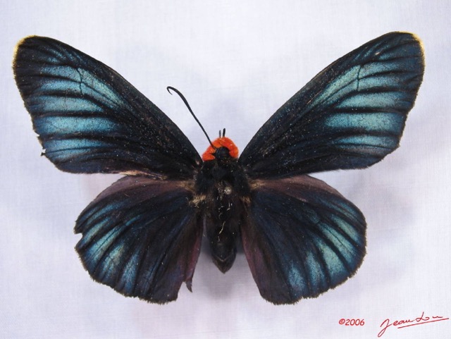 001 Lepidoptera (FD) Hesperiidae IMG_3013WTMK.JPG
