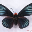 001 Lepidoptera (FD) Hesperiidae IMG_3013WTMK.JPG