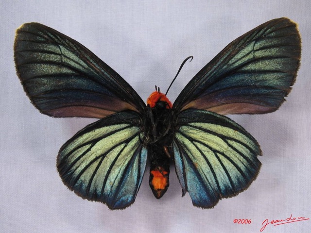 002 Lepidoptera (FV) Hesperiidae IMG_3014WTMK.JPG