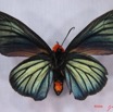 002 Lepidoptera (FV) Hesperiidae IMG_3014WTMK.JPG