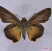 003 Lepidoptera (FD) Hesperiidae IMG_3467WTMK.JPG