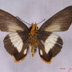 004 Lepidoptera (FV) Hesperiidae IMG_3468WTMK.JPG