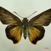 005 Lepidoptera (FD) Hesperiidae IMG_3121WTMK.JPG