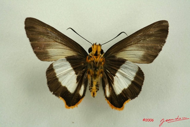 006 Lepidoptera (FV) Hesperiidae IMG_3124WTMK.JPG