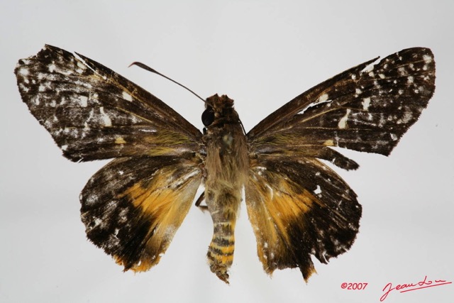 007 Lepidoptera (FD) Hesperiidae 7IMG_8592WTMK.JPG